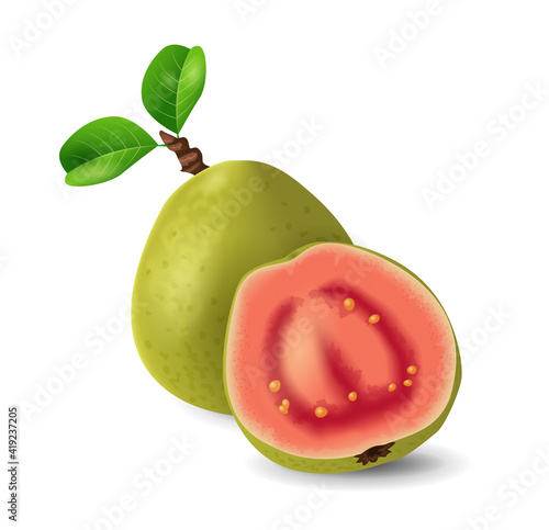 Guava fruit - exotic fruits collection, realistic design vector illustration