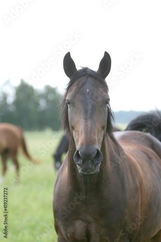 Fototapeta Naklejka Na Ścianę i Meble -  Horse in the field