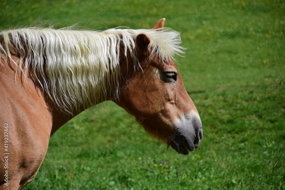 Obraz premium Haflinger-Stute
