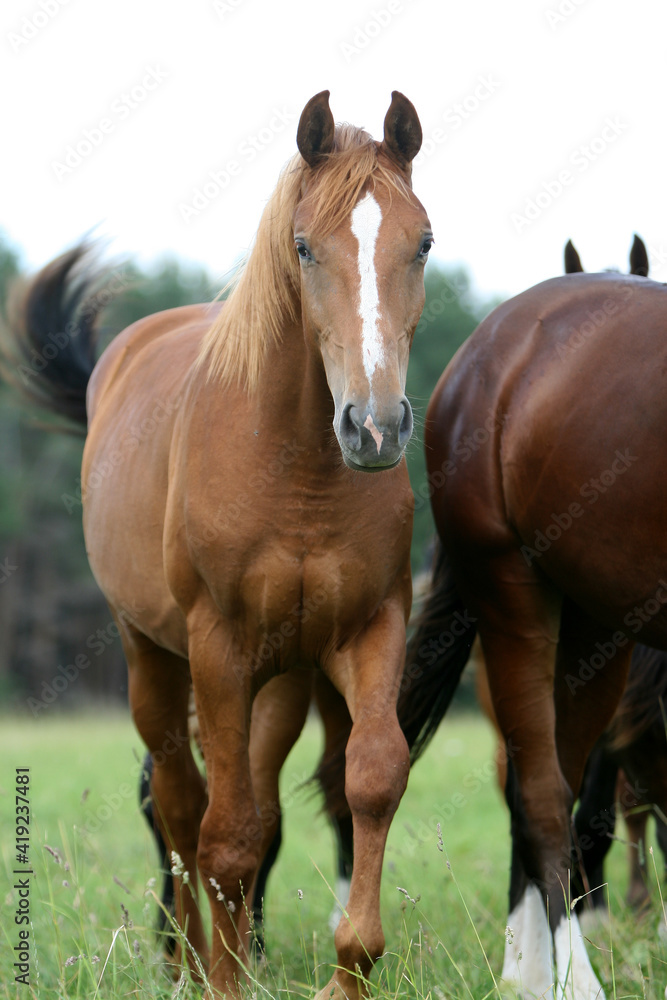 Horse in the field Horse in the field