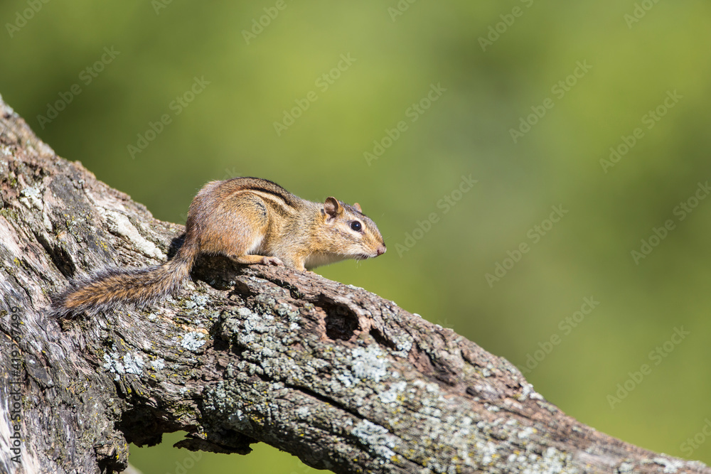 USA, Ogle County, Illinois, Eastern Chipmunk USA, Ogle County, Illinois, Eastern Chipmunk