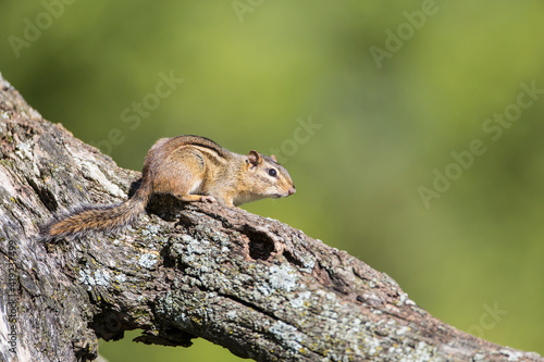 USA, Ogle County, Illinois, Eastern Chipmunk