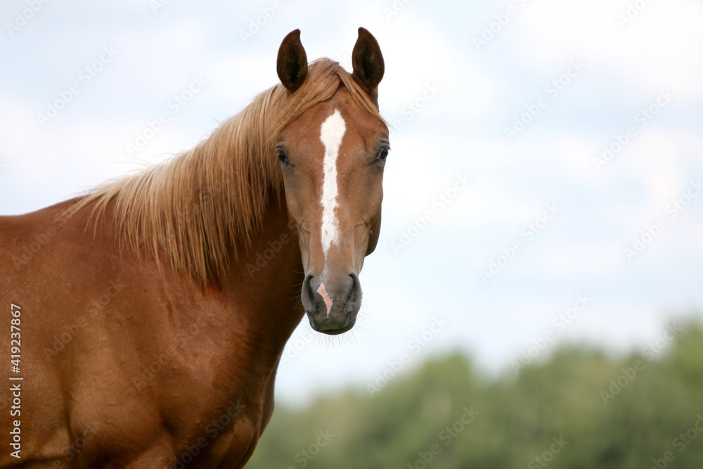 Fototapeta premium Horse in the field