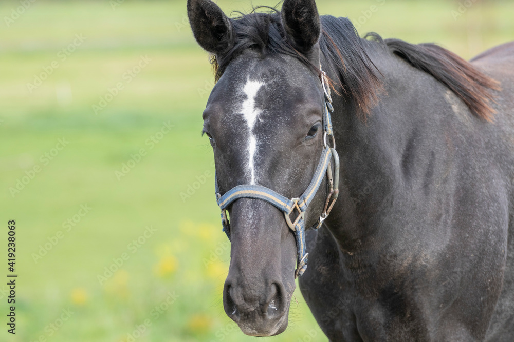 Horse in the field