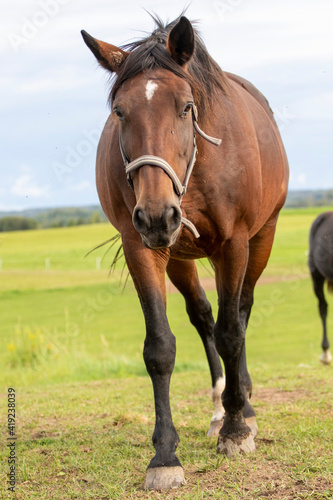 Horse in the field © Salons