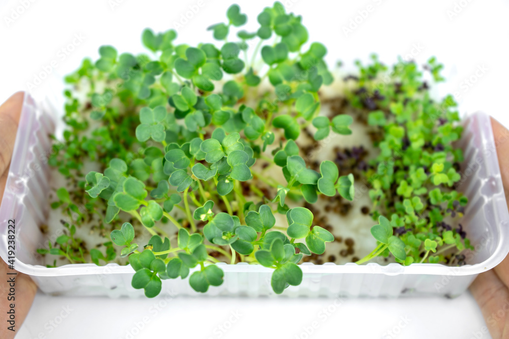 Fresh small microgreens in container for eco lifestyle. Healthy cooking, healthy eating Fresh small microgreens in container for eco lifestyle. Healthy cooking, healthy eating