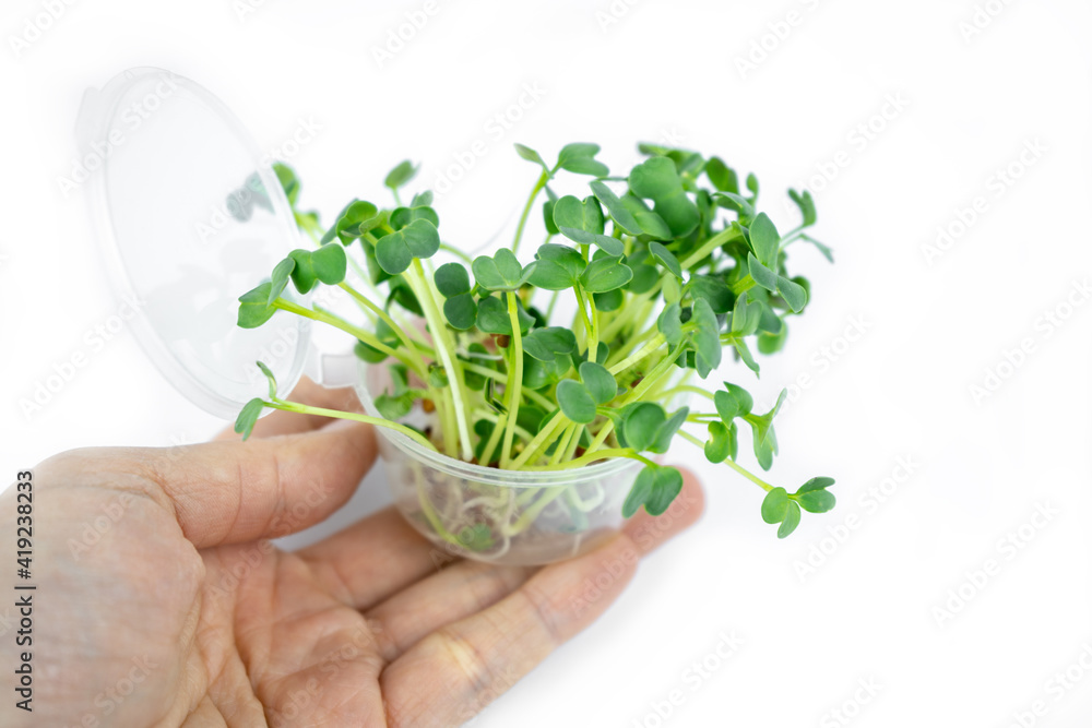 Fresh small microgreens germinated seeds for the eco lifestyle. Healthy cooking, healthy eating