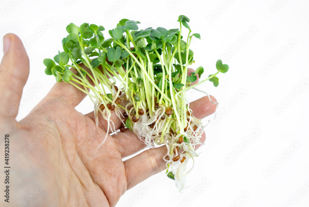 Fresh small microgreens germinated seeds for the eco lifestyle. Healthy cooking, healthy eating