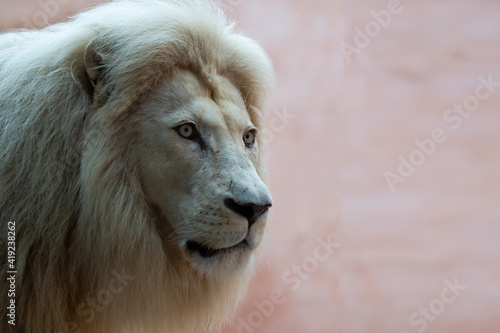 Fototapeta Naklejka Na Ścianę i Meble -  Lion. Portait lion in white lights. Photo of the animal world. Portrait of a dominant predator.