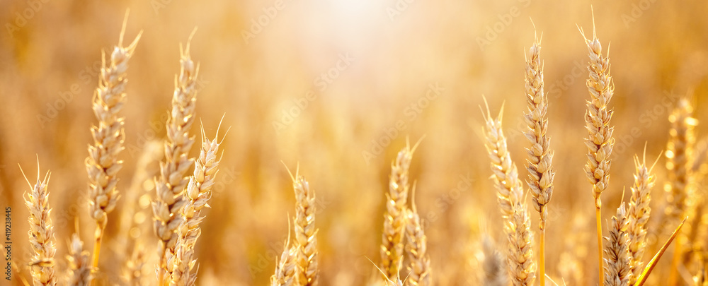 Obraz premium Spikelets of wheat in the field in the rays of sunlight, panorama