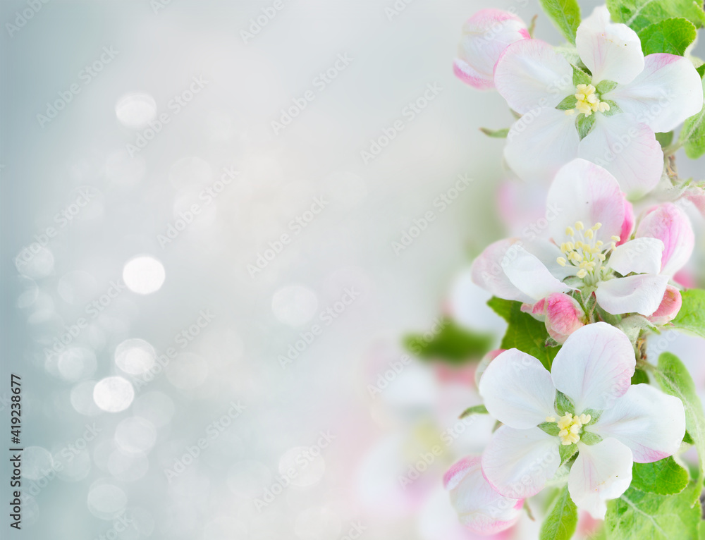 Apple tree blossom Apple tree blossom