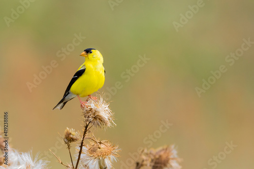 Male American goldfinch eating seeds at thistle plant, Marion County, Illinois.