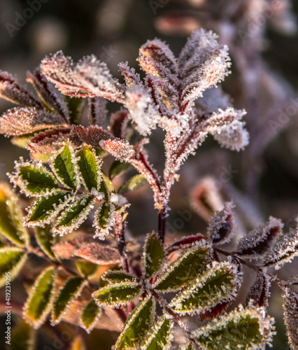 frost on a plant.