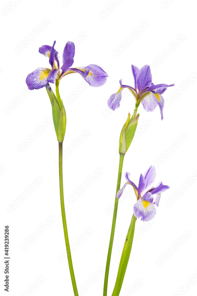 Blue flag iris, Marion County, Illinois. Blue flag iris, Marion County, Illinois.