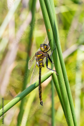 Male Hine's emerald, Will County, Illinois. photo