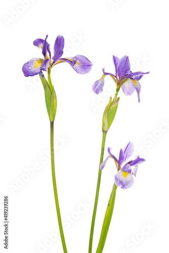Blue flag iris, Marion County, Illinois.