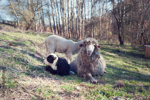 Sheep mother with little lambs lies in grass and looking into the camera. Black and white lamb. Newborn lamb toddler