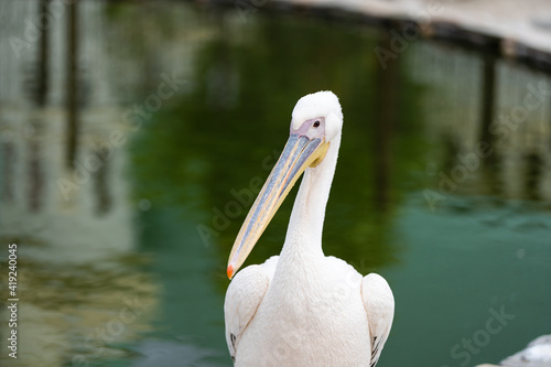 The great white pelican, rosy pelican at the zoo