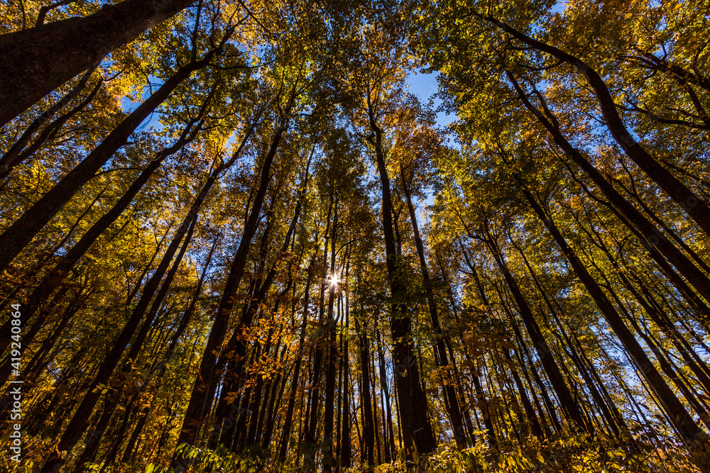 Naklejka premium looking up to the wooded forest in peak autumn foliage in Shenandoah national park in Virginia.
