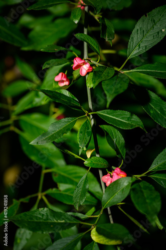 Pink flowers with orange seeds with green leaves.