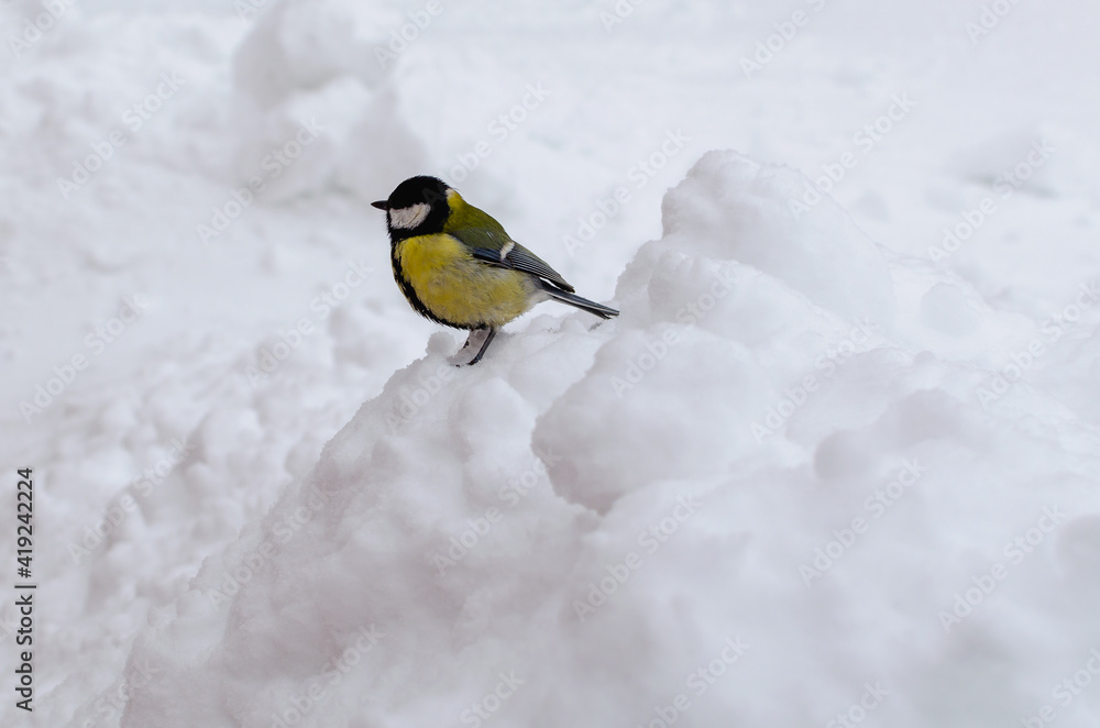 Great tit (Parus major) - and snow. Great tit (Parus major) - and snow.