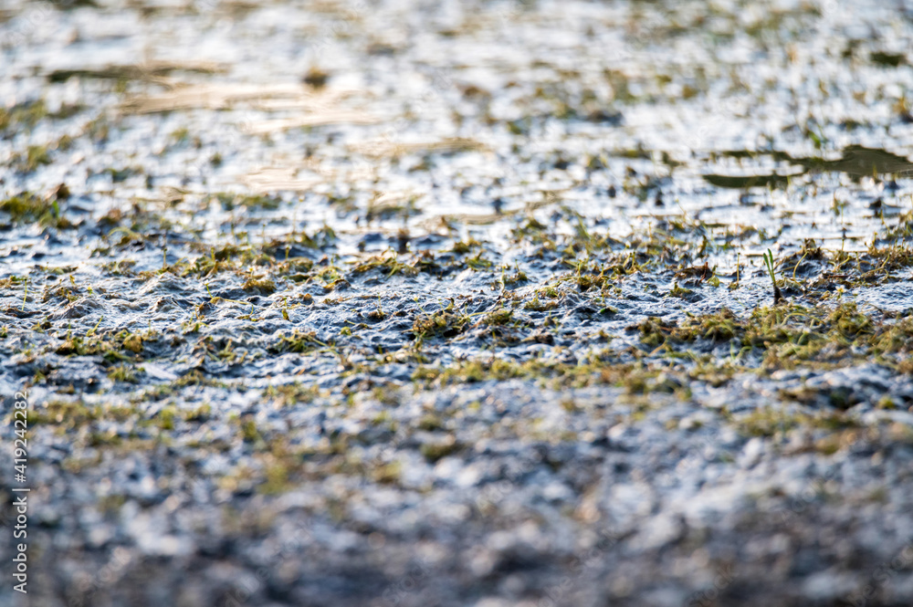 Close up of mud bog texture background with grass Close up of mud bog texture background with grass