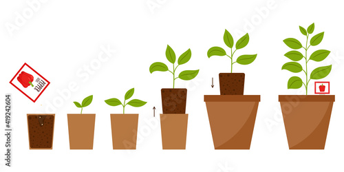 Step-by-step illustration from planting seeds to an adult plant in a flower pot. The scheme of changing plant from sprout to full growth. Growing pepper at home. Flat cartoon style, isolated on white