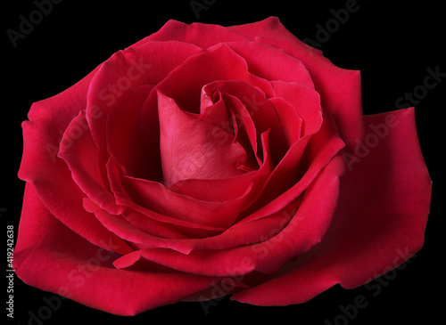 Fototapeta Naklejka Na Ścianę i Meble -  Large rose flower