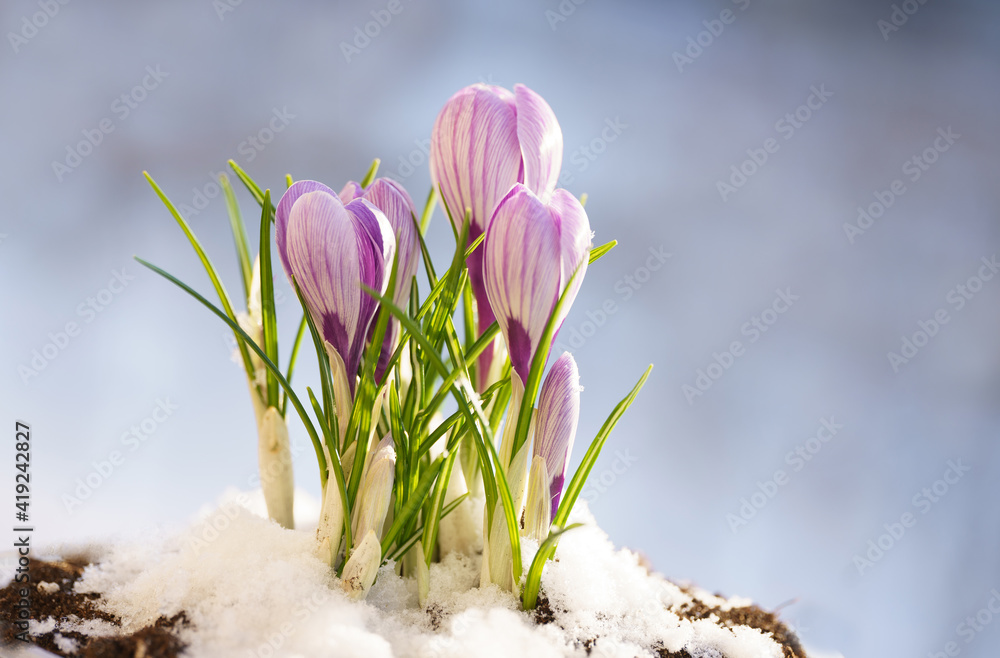 First spring flowers. Nature scene with blooming purple crocus flower covered snow, macro