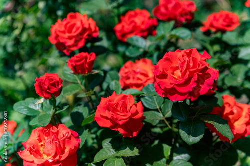 Big bush of beautiful red roses in the garden close up © Yakov