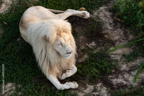 Male white lion lying down