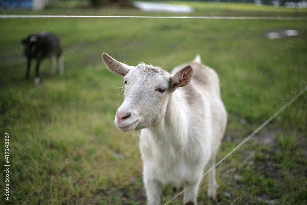 young white goat stands in a meadow with a blurred background young white goat stands in a meadow with a blurred background