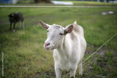 young white goat stands in a meadow with a blurred background