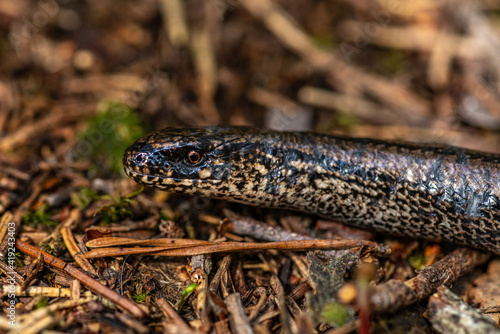 Close up headshot of a slow worm or blindworm in sunlight