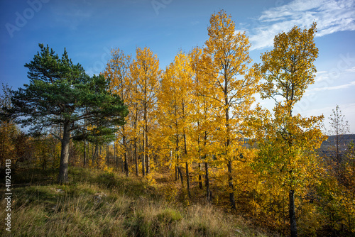 landscape with yellow autumn aspens and green pine