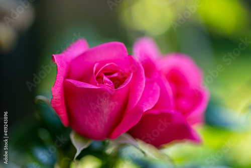 Close up of two beautiful pink roses about to unfold