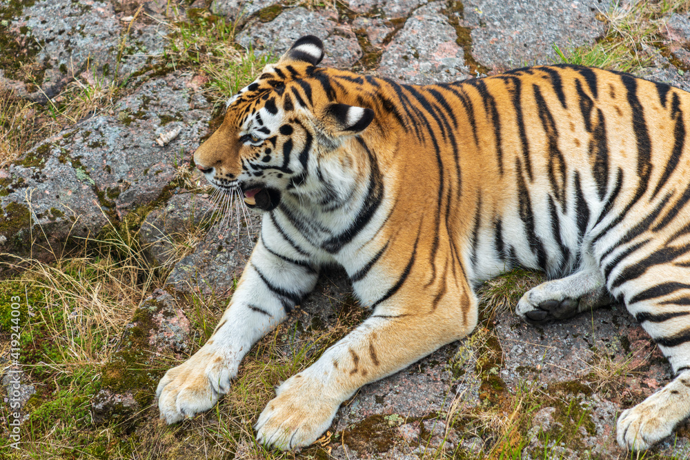 Close view of a large tiger lying down on a rock Close view of a large tiger lying down on a rock
