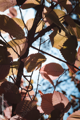 autumn leaves background