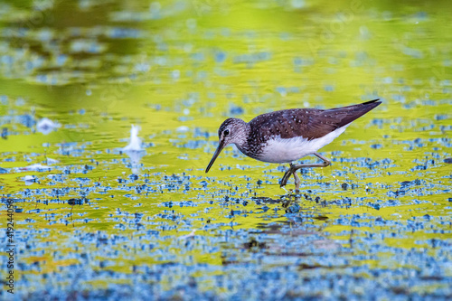 Green sandpiper or Tringa ochropus walks on lake photo