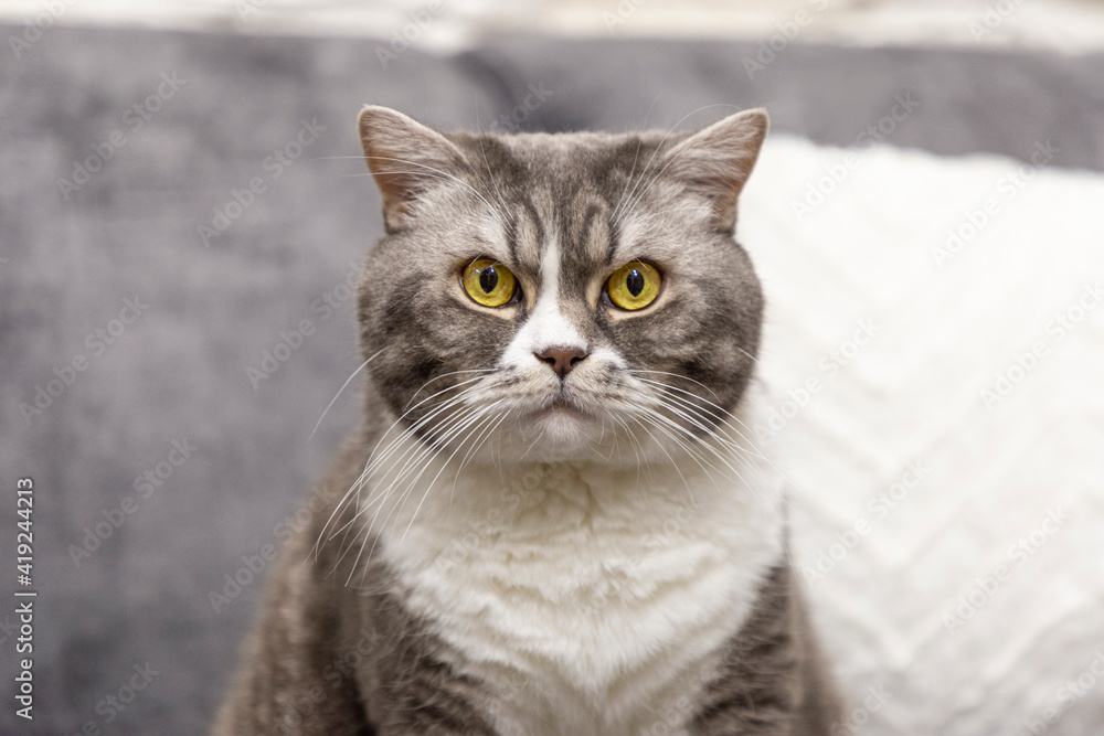 Portrait of young beautiful British shorthair cat with yellow eyes and grey striped fur. Domestic cat