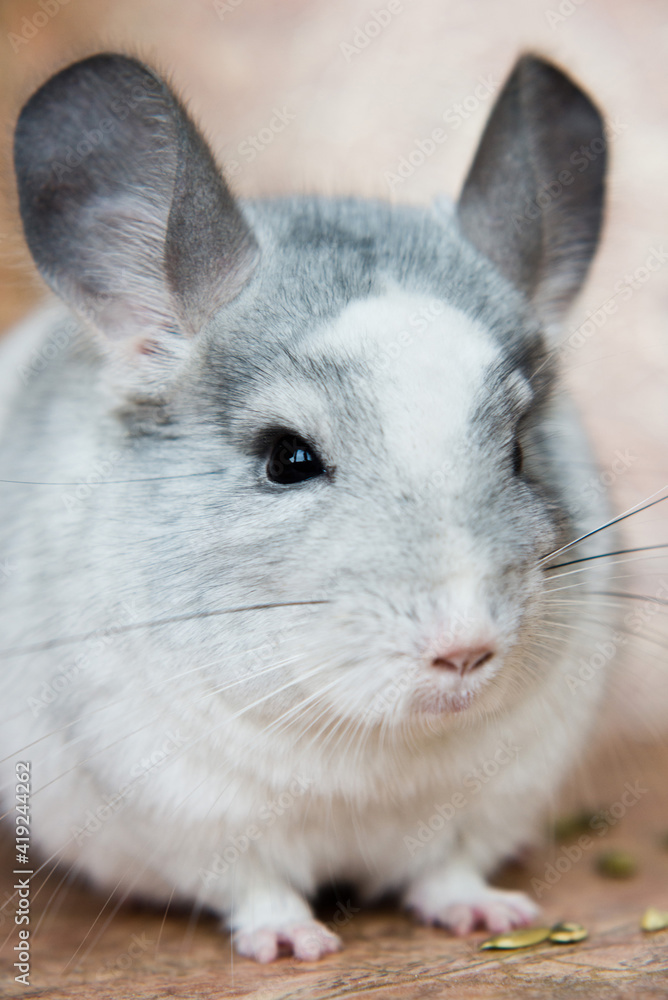 Obraz premium Funny face fluffy domestic chinchilla