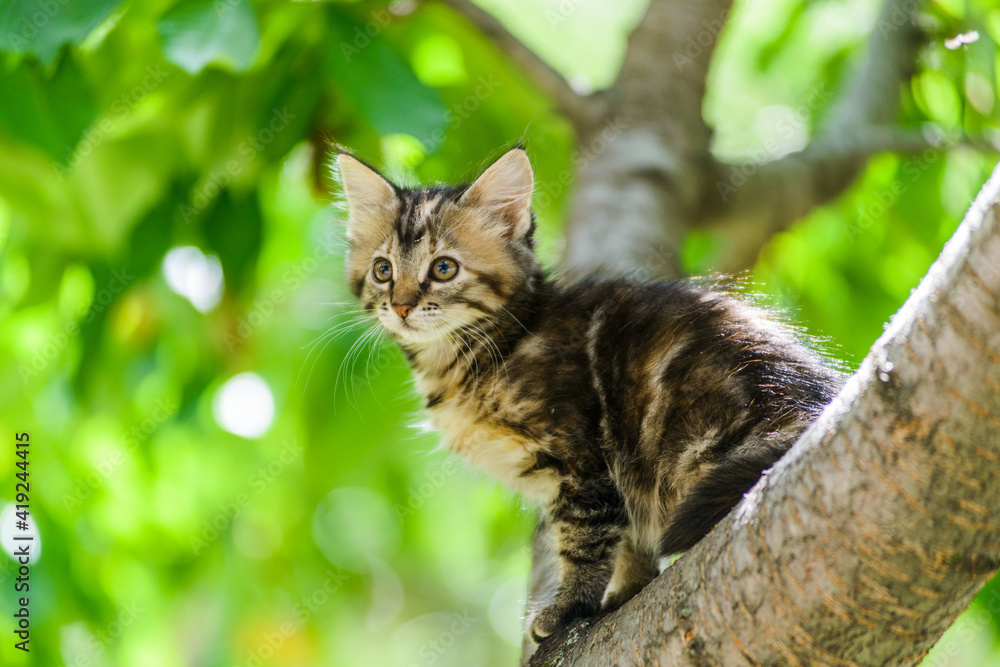 Cute curious kitten cat climbing tree ready to jump