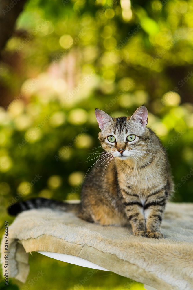 Portrait of cute striped grey cat looking for catch in summer nature background