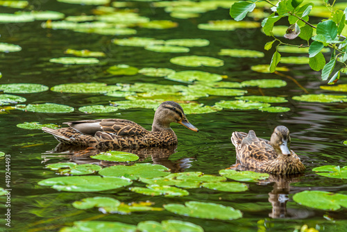 Female mallard ducks swimming among waterlily leaves