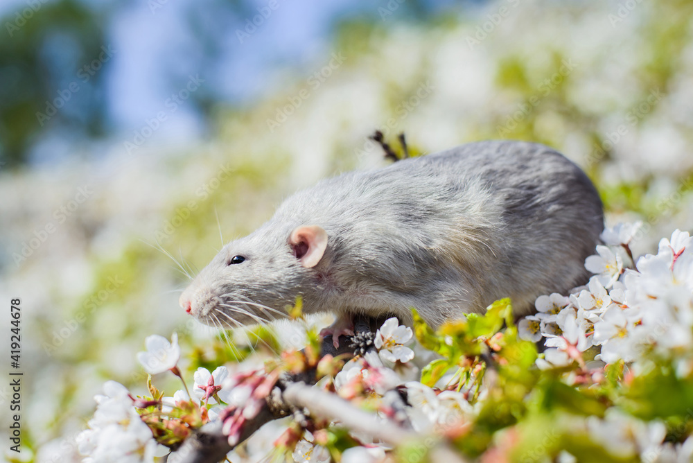 fancy rat in spring cherry blossom, Chinese New year 2020