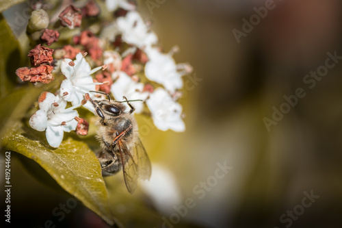 Abeille butinant des fleurs