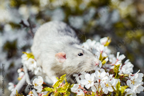fancy rat in spring cherry blossom  Chinese New year 2020