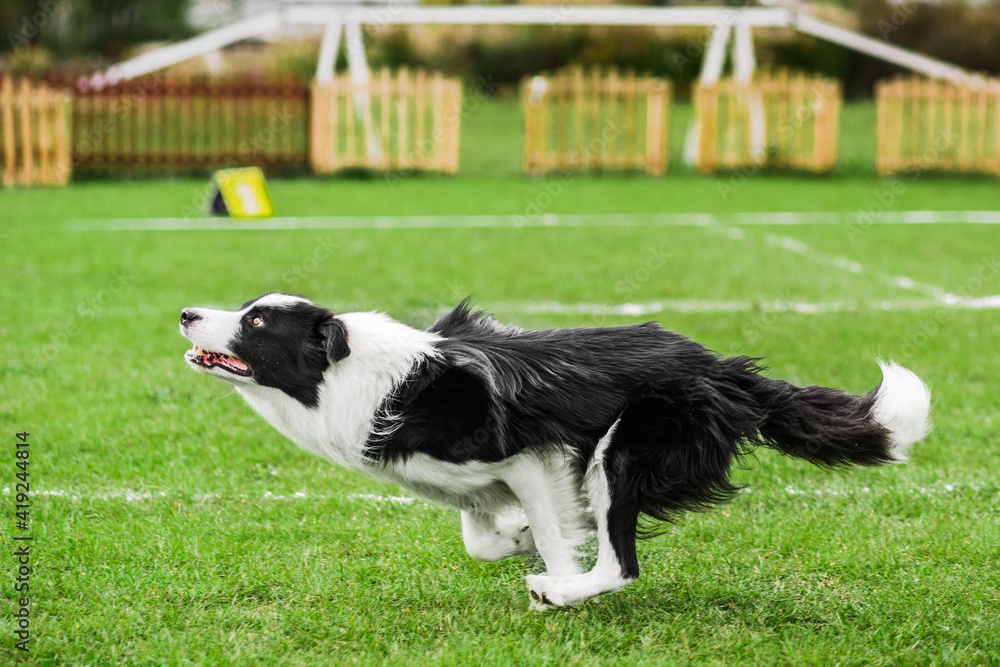 border collie ready to jump, flying disk dog sport competition border collie ready to jump, flying disk dog sport competition