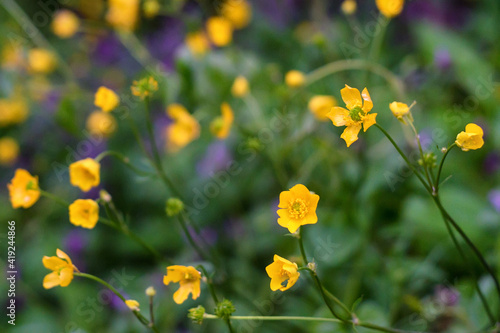 Ranunculus acris or meadow buttercup, tall buttercup or common buttercup