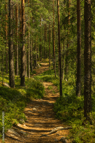 Fototapeta Naklejka Na Ścianę i Meble -  Path through a beautiful pine and fir forest in Sweden